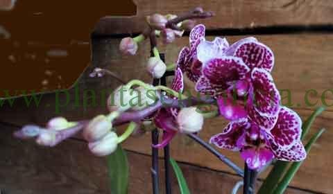 Plantas de interior. @plantasengalicia imagen de una orquídea mini o Phalaenopsis Multiflora Mini.