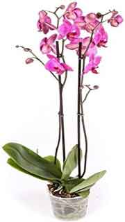 Comprar orquídeas online en Viveros La Dama. Amazon. Plantas en Galicia.