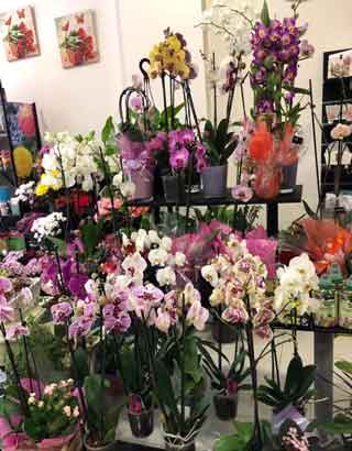 Floristería Atrium. Floristería a domicilio en Lugo con orquídeas naturales para llevar al hospital.