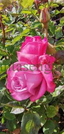 Colecci贸n mil rosas. @plantasengalicia y el Rosal Julita, rosales perfumados de color rosa.