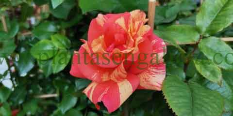 Colecci贸n Mil Rosas. @plantasengalicia y una rosa bicolor para tu jard铆n.