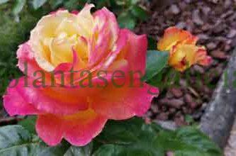 Colección Mil Rosas. @plantasengalicia y las rosas de la rosaleda de Los Cantones.