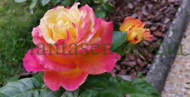 ColecciÃ³n Mil Rosas. @plantasengalicia y las rosas de la rosaleda de Los Cantones.