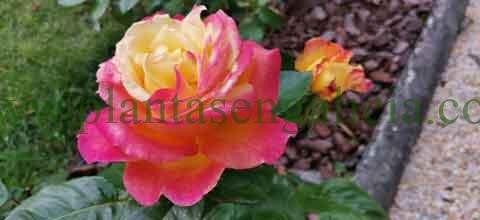 Colección Mil Rosas. @plantasengalicia y las rosas de la rosaleda de Los Cantones.