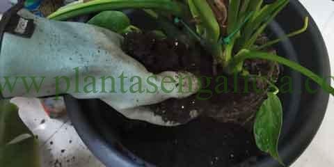 Trasplantar una Monstera Deliciosa. @plantasengalicia aprovecha para renovar el sustrato de plantación con humus de lombriz en el trasplante de tu Costilla de Adán.