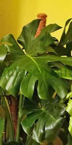Monstera Deliciosa. @plantasengalicia imagen de las grandes hojas de una Costilla de Adán en casa.
