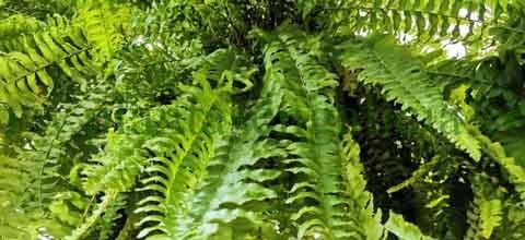 Plantas verdes de interior. @plantasengalicia imagen de unos helechos colgantes.