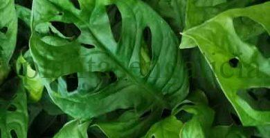 Monstera Adansonii. @plantasengalicia imagen de las hojas de una Monstera de Adanson.