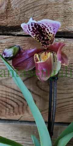 Paphiopedilum, zapatilla de dama o sandalia de Venus.@plantasengalicia imagen de una Orquídea terrestre.