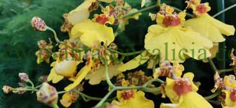 Oncidium. @plantasengalicia imagen de la Orquídea bailarina.