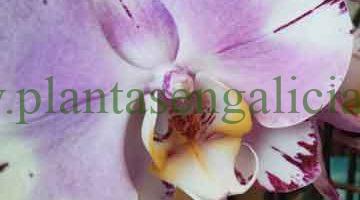 Orquídeas en maceta. @plantasengalicia y una flor de orquídea Phalaenopsis Art Noveau.