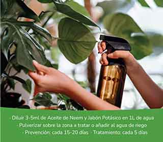 Protege las hojas de la Costilla de Adán con productos ecológicos y preventivos. Amazon. Plantas en Galicia.
