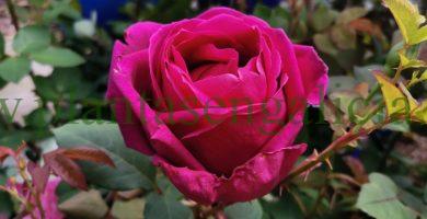 Rosa Hanne. @plantasengalicia y una floristería mil rosas en España.