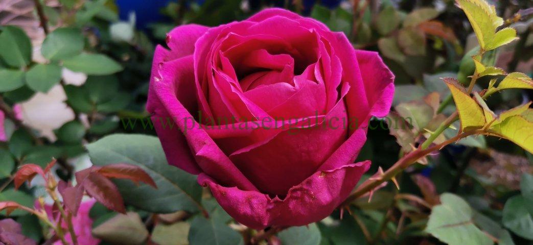 Rosa Hanne. @plantasengalicia y una floristería mil rosas en España.