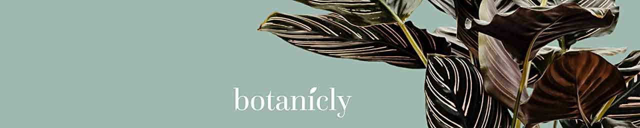 Botanicly, logo en Amazon.