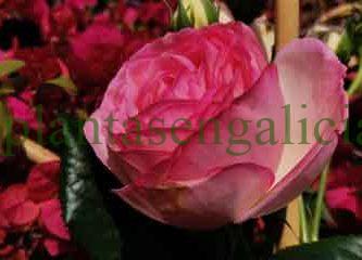 Colección Mil Rosas. @plantasengalicia y las flores del Día de la Madre.