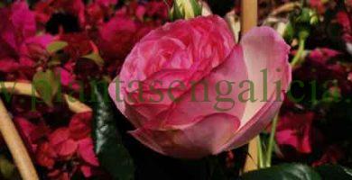 Colección Mil Rosas. @plantasengalicia y las flores del Día de la Madre.