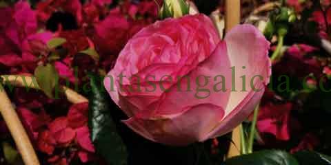 Colecci贸n Mil Rosas. @plantasengalicia y las flores del D铆a de la Madre.