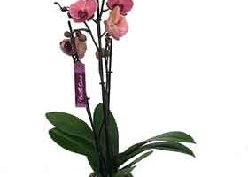 Comprar orquídeas naturales. Amazon.