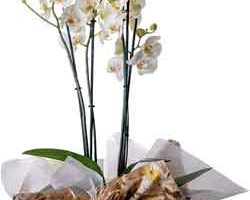 Comprar orquídeas online en Amazon.