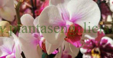 Phalaenopsis Castor. @plantasengalicia y una elegante orquídea mariposa.