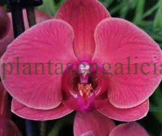 Phalaenopsis Asian Coral. @plantasengalicia y el tono rosa de una orquídea mariposa.