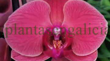 Phalaenopsis Asian Coral. @plantasengalicia y el tono rosa de una orquídea mariposa.