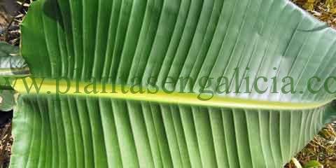 Strelitzia Augusta. @plantasengalicia y la longitud de la hoja de una joven Ave del Paraíso.