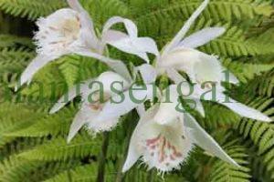 Pleione. @plantasengalicia y las orquídeas de exterior.