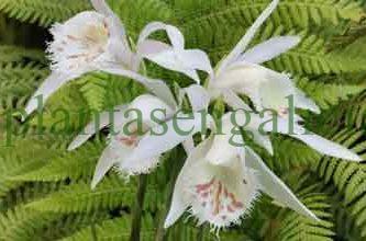 Pleione. @plantasengalicia y las orquídeas de exterior.