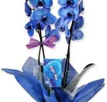 Orquídea Magic Blue, DecoAlive en Amazon.