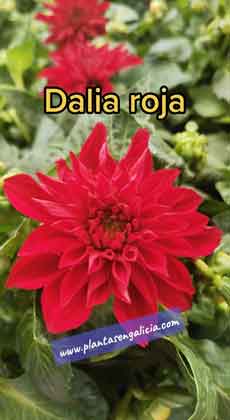 Dalias rojas en Foto Dalia. @plantasengalicia y su colecciÃ³n de imÃ¡genes y  flores dalias.