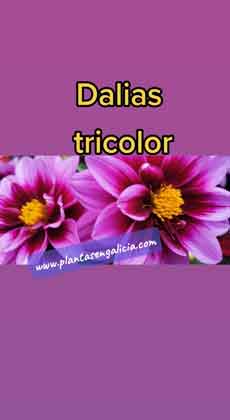 Flor dalia tres colores en Foto Dalia. @plantasengalicia y su colecciÃ³n de imÃ¡genes de dalias.