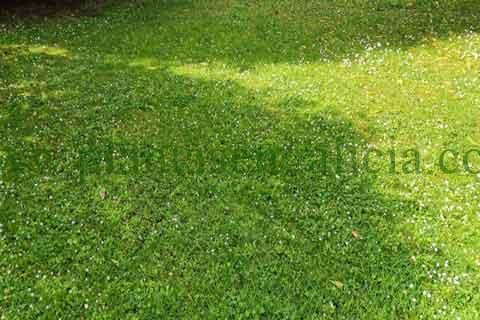 Tipos de césped. Jardín con margaritas en A Coruña, Galicia.