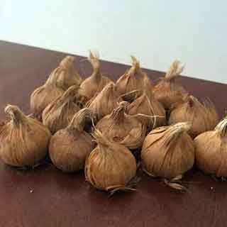 Bulbos de crocus. Imagen de los bulbos con forma de cebolla para plantar directamente al suelo.