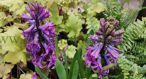 Bulbos de Jacintos de color azul oscuro. @plantasdegalicia y las plantas de bulbos de flores.