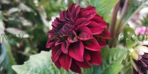 Dahlia negra. @plantasengalicia y los bulbos de dalias.