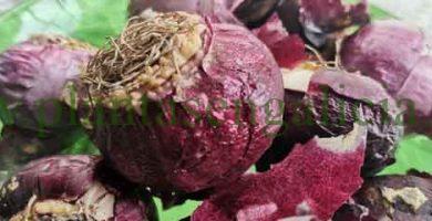 Bulbos de jacintos. @plantasengalicia y la forma de cebolla de un bulbo de jacinto.