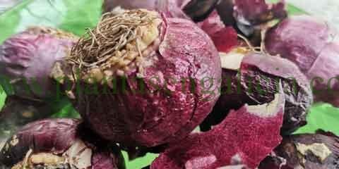 Bulbos de jacintos. @plantasengalicia y la forma de cebolla de un bulbo de jacinto.