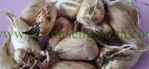 Cormos. @plantasengaliciay los bulbos de Freesia.