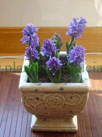 Bulbos de jacintos en maceta. @plantasengalicia y los bulbos de flores para interior.