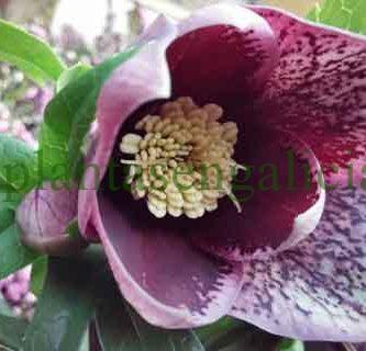 Helleborus orientalis. @plantasengalicia y las plantas de Navidad tóxicas para gatos y perros.