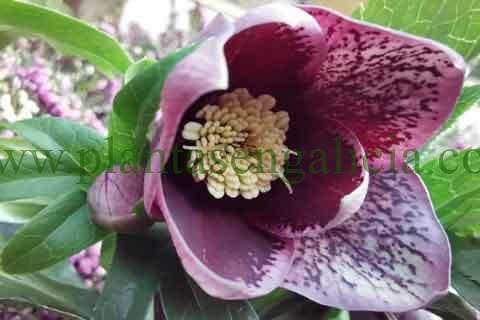 Helleborus orientalis. @plantasengalicia y las plantas de Navidad tóxicas para gatos y perros.