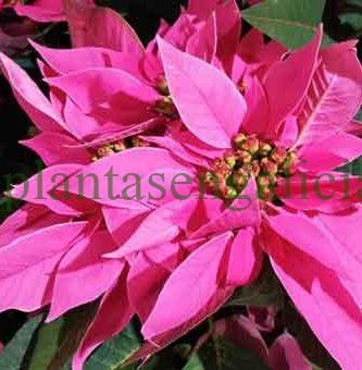 Flor de Pascua y gatos. @plantasengalicia y los consejos para Poinsettias y mascotas.