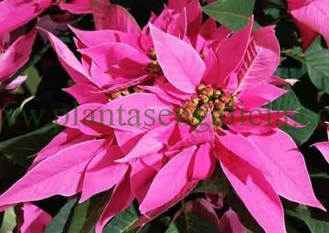 Flor de Pascua y gatos. @plantasengalicia y los consejos para Poinsettias y mascotas.