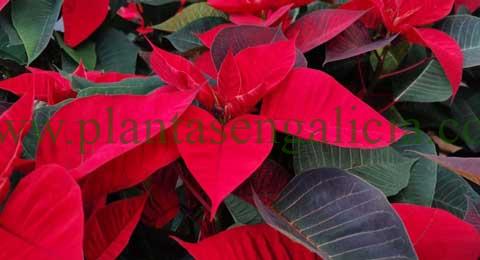 Flor de Pascua. @plantasengalicia y las plantas de la Navidad.