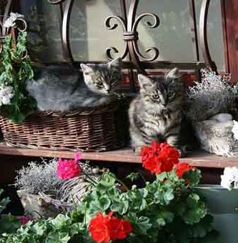 Imagen de Elexa en Pixabay. Envenenamiento de mascotas con plantas.