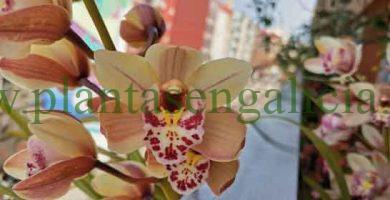 Las flores de la orquídea Cymbidium. Vigo, 26-02-2022.