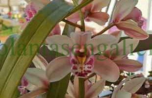 ¿Cómo se reproducen las Cymbidium?