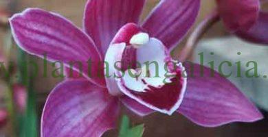 Flor de la orquídea Cymbidium para celebrar la llegada de la Primavera. 27-03-2023.
